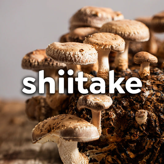 Fresh Shiitake Mushrooms