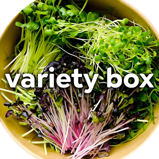 Microgreens - Variety Box